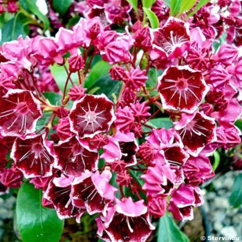 PLUMERIA rubra Heart's Desire