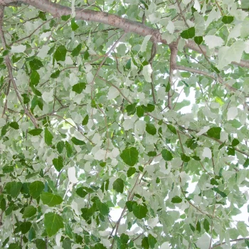 POPULUS alba
