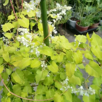 POLYGONUM aubertii