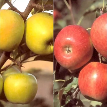 MALUS domestica Bénédictin