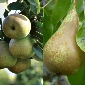 PYRUS communis Beurré Hardy