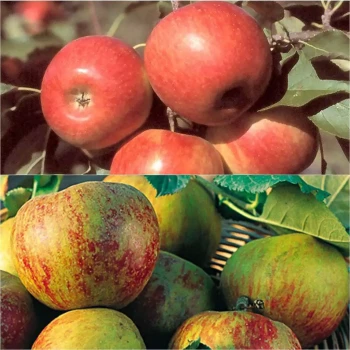 MALUS domestica Calville Rouge d’Hiver