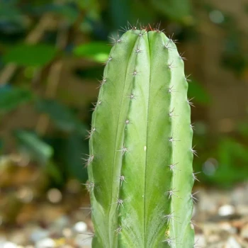 POLASKIA chichipe