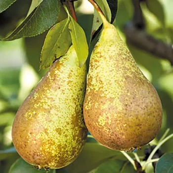 PYRUS communis Conférence