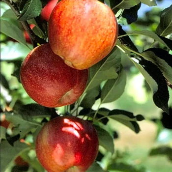 MALUS domestica Cox’s Orange Pippin