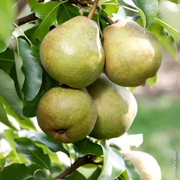 PYRUS communis Doyenné du Comice