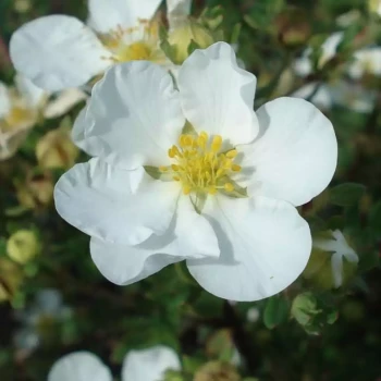 POTENTILLA fruticosa Abbostwood
