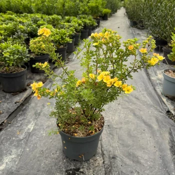 POTENTILLA fruticosa Double Punch Pink