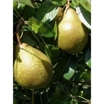 PYRUS communis Nain
