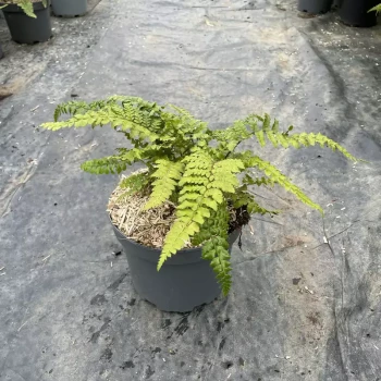 POLYSTICHUM polyblepharum Shiny holy Fern