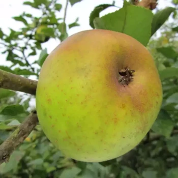 MALUS domestica Reinette Clochard