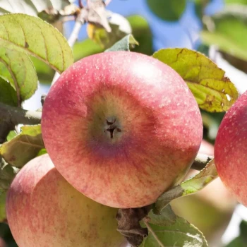 MALUS domestica Reine des Reinettes