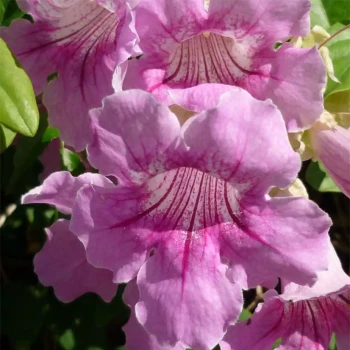 PODRANEA ricasolinia