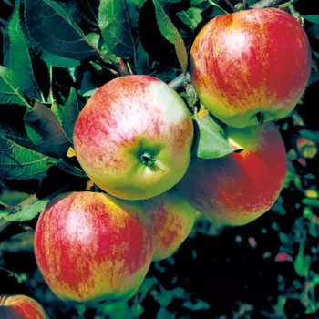 MALUS domestica Royal Gala