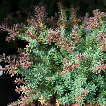 PODOCARPUS salignus