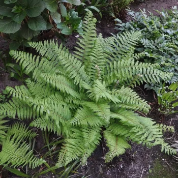 POLYSTICHUM setiferum Herrenhausen