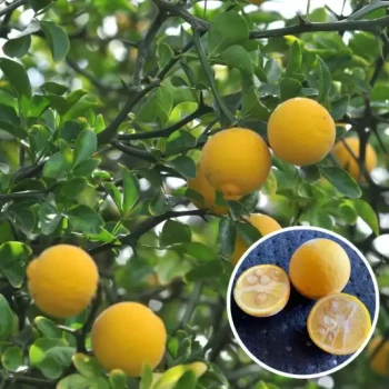 PONCIRUS trifoliata