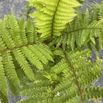 POLYSTICHUM tsus-simense