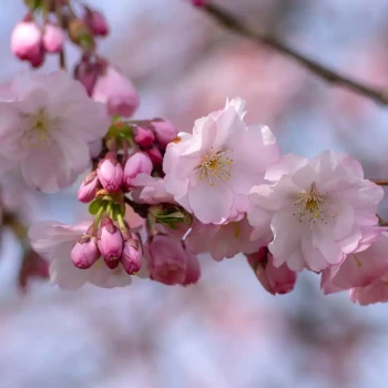 PRUNUS x Accolade