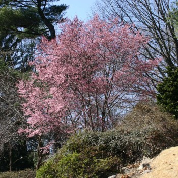 PRUNUS campanulata x incisa Okame