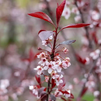 PRUNUS x Candy Floss