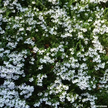 PROSTANTHERA cuneata