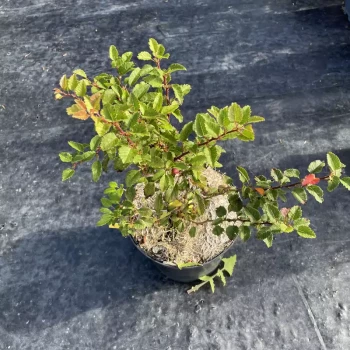 PRUNUS incisa Kojo No Mai