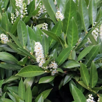 PRUNUS laurocerasus Fontanette