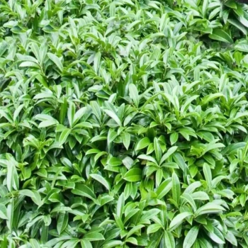 PRUNUS laurocerasus Mount Vernon