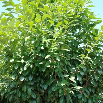 PRUNUS laurocerasus Novita