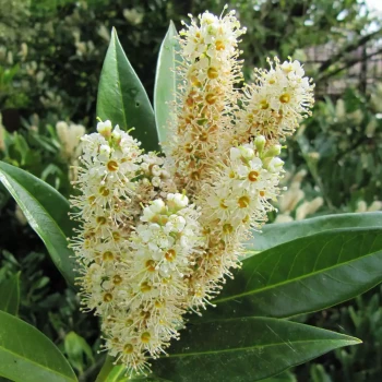 PRUNUS laurocerasus Otto Luyken