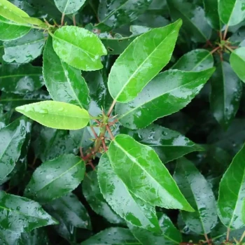 PRUNUS lusitanica angustifolia