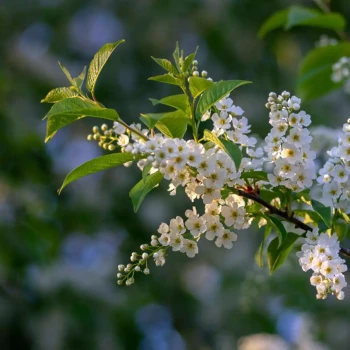 PRUNUS padus