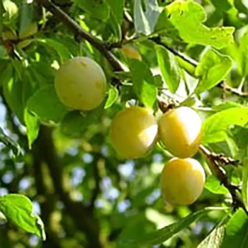 PRUNUS domestica Reine Claude Verte