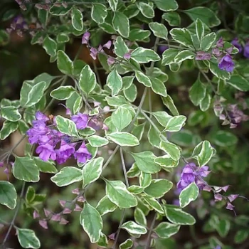 PROSTANTHERA rotundifolia Variegata