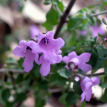 PROSTANTHERA rotundifolia