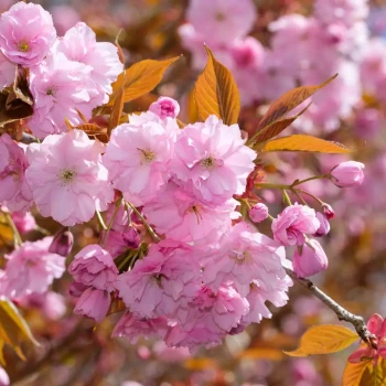 PRUNUS serrulata Kanzan