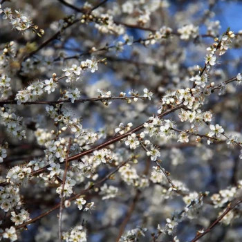 PRUNUS spinosa