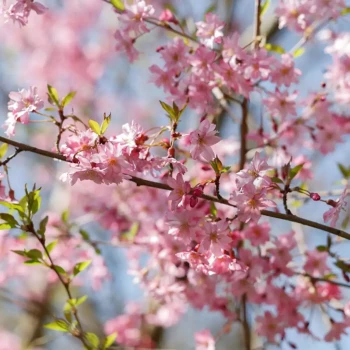 PRUNUS x subhirtella Automnalis Rosea