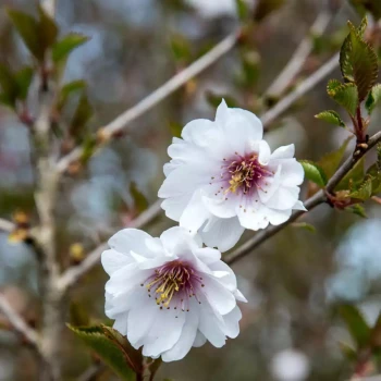 PRUNUS x subhirtella Hally Jolivette