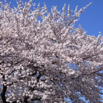 PRUNUS yedoensis