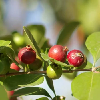 PSIDIUM cattleyanum