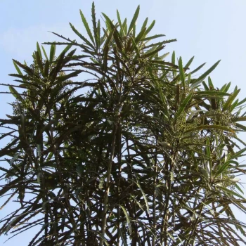 PSEUDOPANAX lessonii Moa's Toe