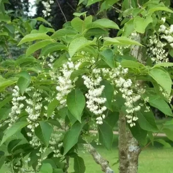 PTEROSTYRAX hispida