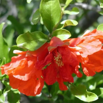 PUNICA granatum Maxima Rubra