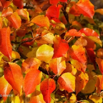 PYRUS calleryana Chanticleer