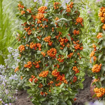 PYRACANTHA coccinea Orange Glow