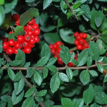 PYRACANTHA coccinea Red Column