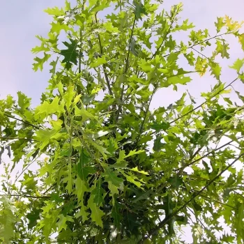QUERCUS acutissima