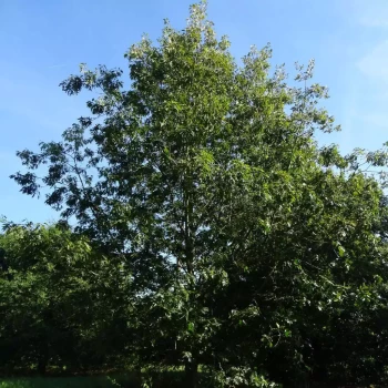 QUERCUS coccinea